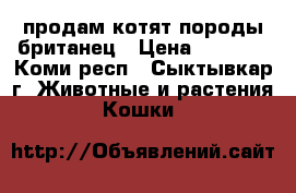 продам котят породы британец › Цена ­ 2 000 - Коми респ., Сыктывкар г. Животные и растения » Кошки   